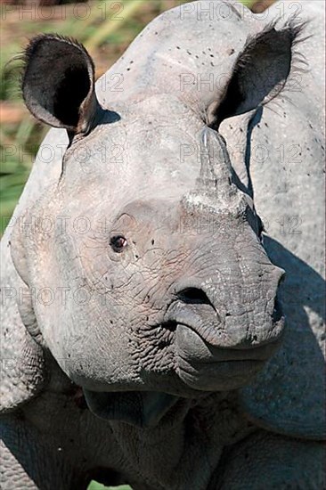 Indian rhinoceros