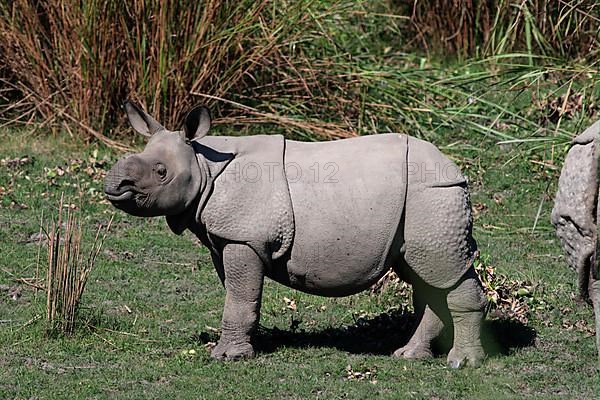 Indian Rhinoceros calf