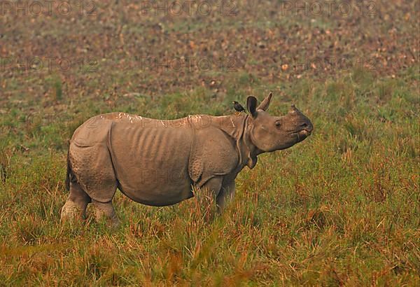 Indian Rhinoceros