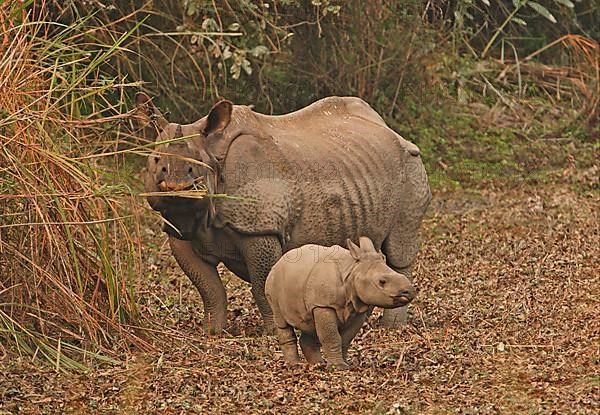 Indian Rhinoceros