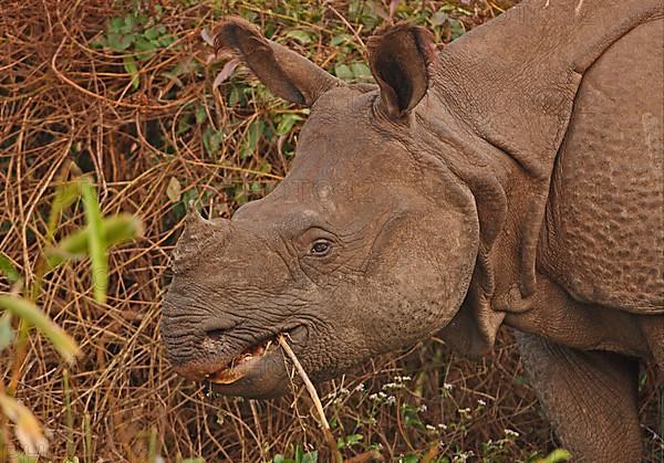 Indian Rhinoceros