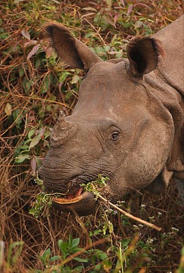 Indian Rhinoceros