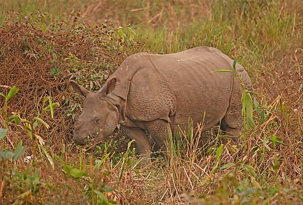 Indian Rhinoceros