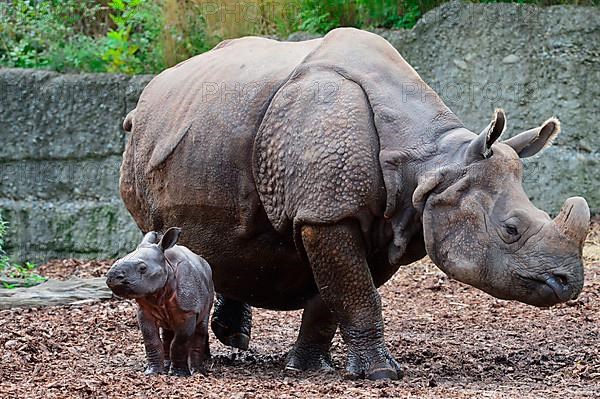 Indian Rhinoceros