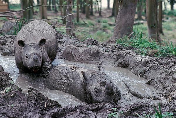 Sumatran rhinoceros