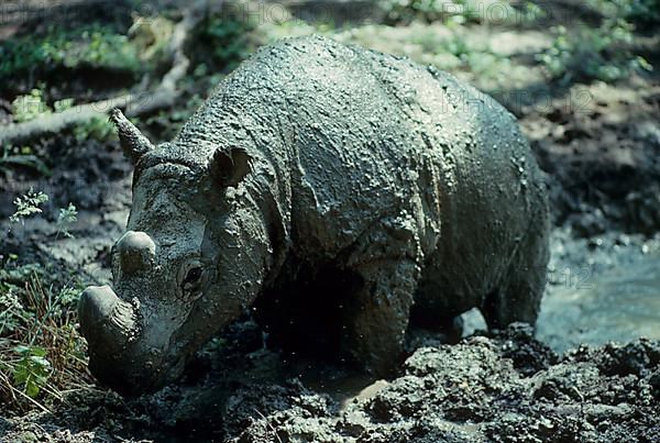 Sumatran Rhinoceros