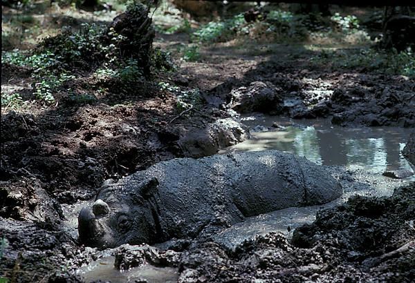 Sumatran rhinoceros