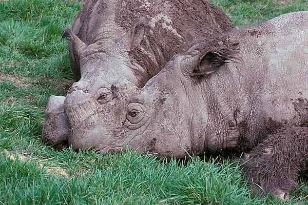 Sumatran Rhinoceros