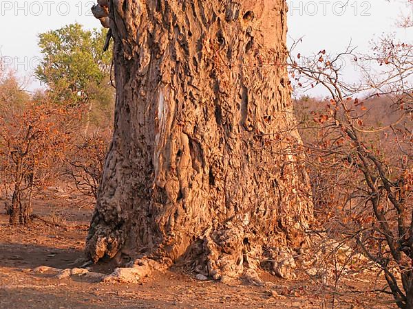 African baobab