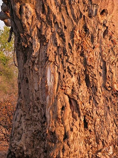 African baobab