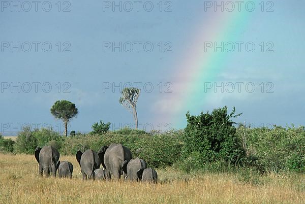 African elephant