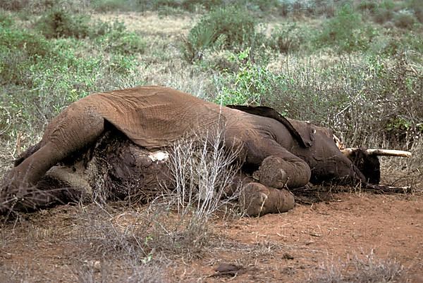 African elephant