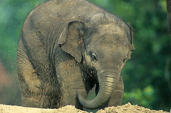 Asian elephant