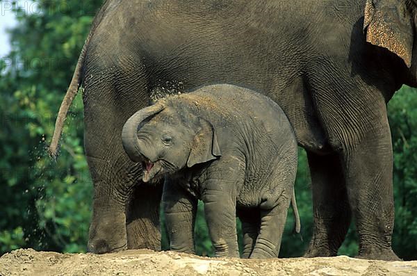 Asian elephant