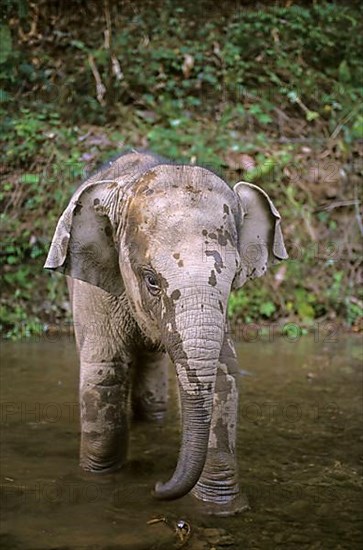 Asian elephant