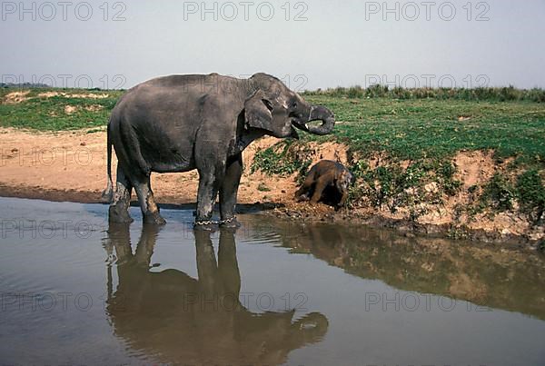 Asian elephant