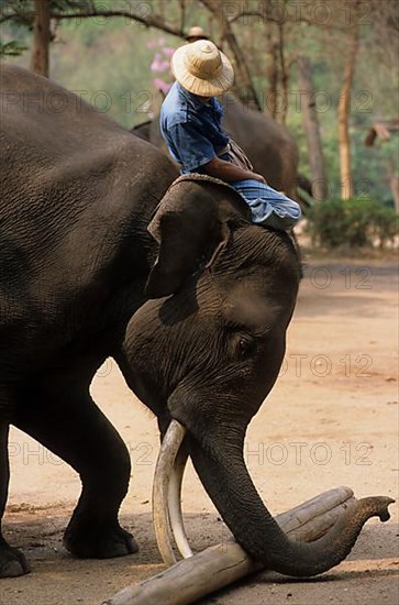 Asian Elephant