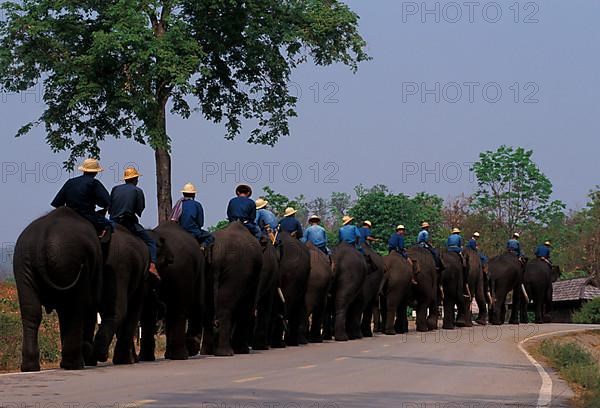 Asian Elephant