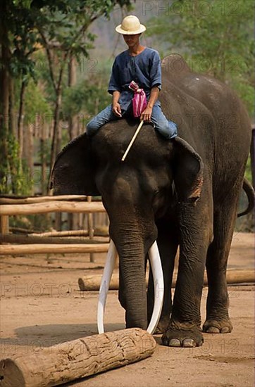 Asian Elephant