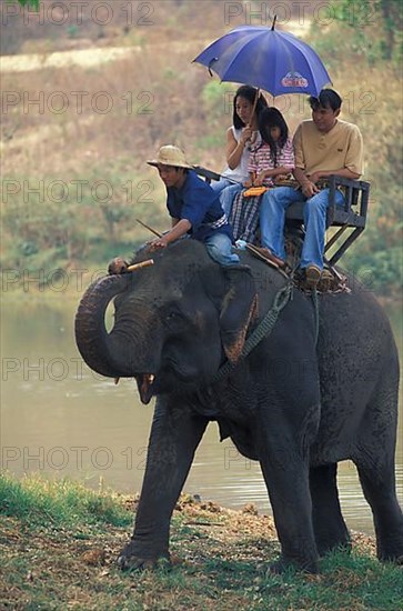 Asian elephant