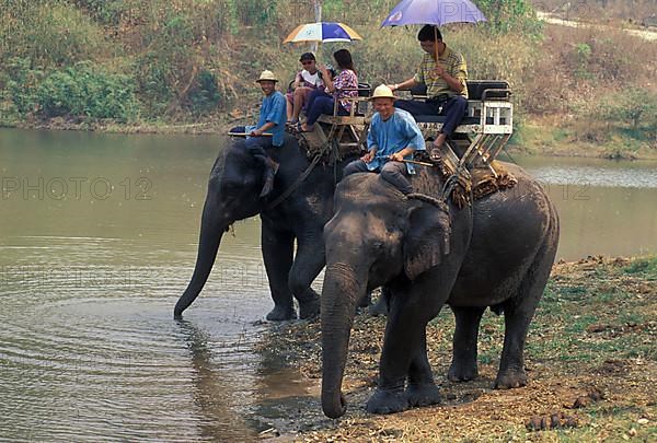 Asian elephant