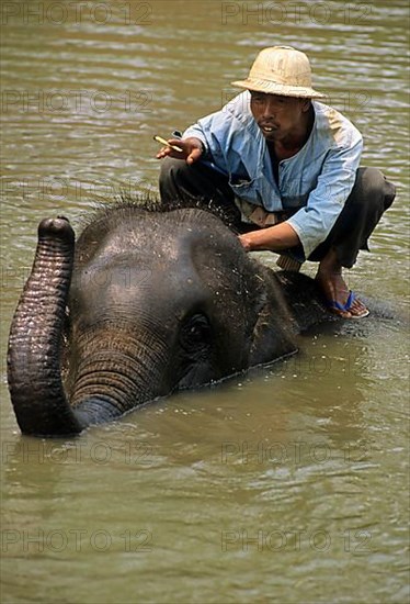 Asian Elephant