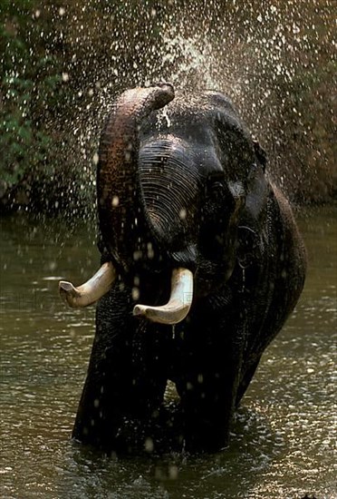 Asian Elephant