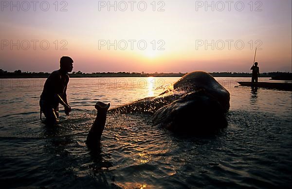 Asian Elephant