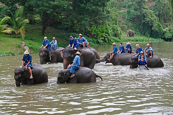 Asian elephant