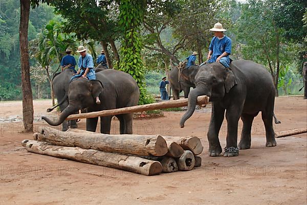 Asian elephant