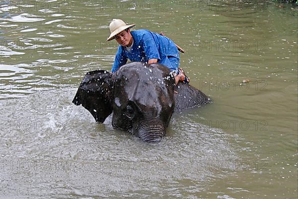 Asian elephant