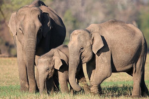 Asian elephant