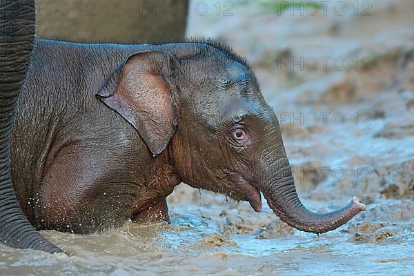 Bornean Elephant