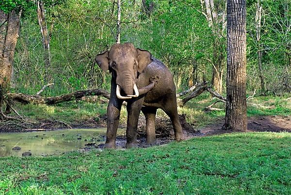 Asian elephant