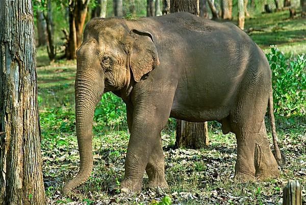 Asian elephant