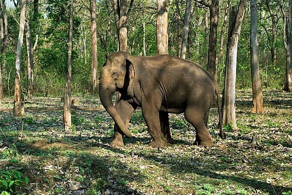 Asian elephant