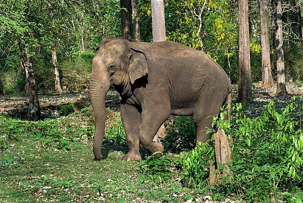 Asian elephant