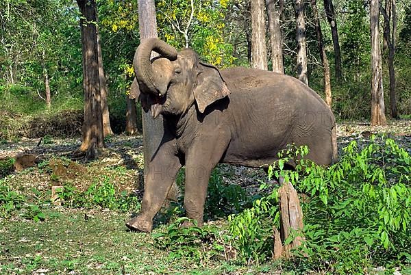 Asian elephant