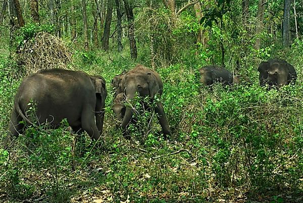 Asian elephant