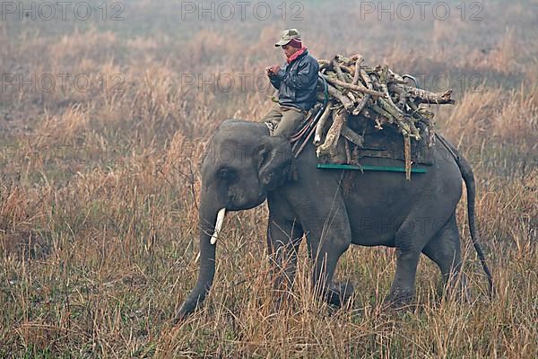 Asian Elephant