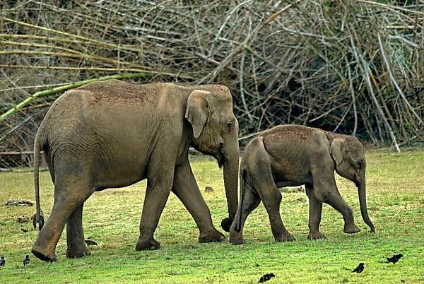 Asian elephant