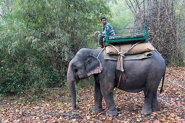 Asian elephant