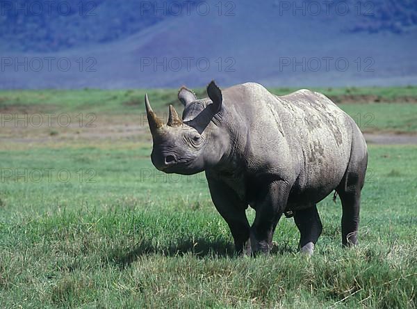 Black rhinoceros