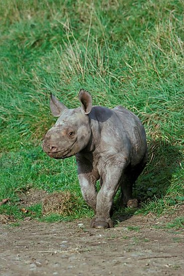 Black rhinoceros