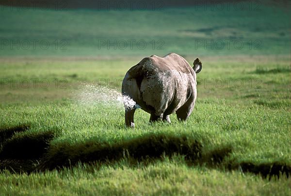 Black rhinoceroses