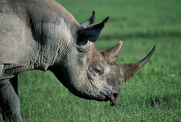 Black rhinoceros