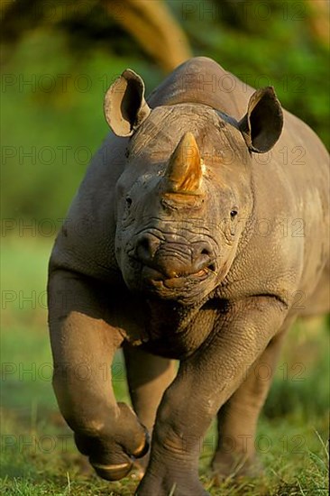 Black rhinoceroses