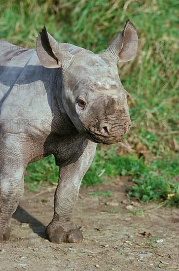 Black rhinoceros