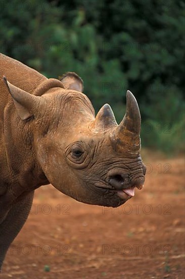 Black rhinoceros