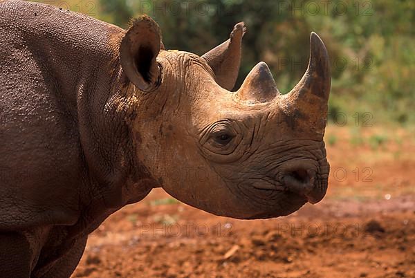 Black rhinoceroses